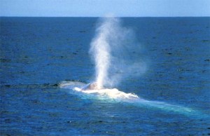BlueWhaleB008