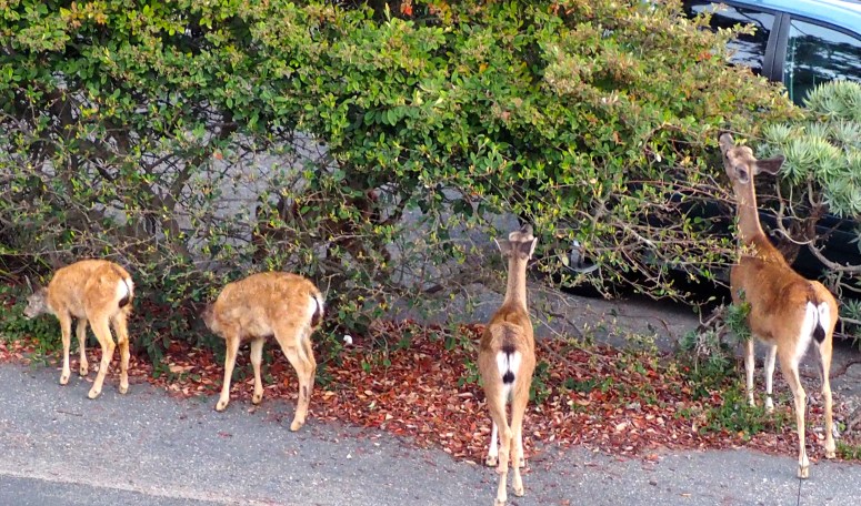 Deer feasting on neighbor's pyracantha 