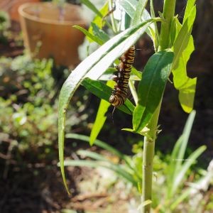 Last monarch caterpillar that beginning the chrysalis stage.