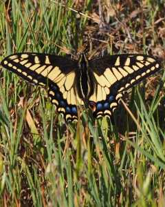Swallowtail on the trail