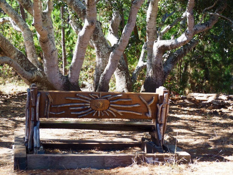 A bench beneath an oak. C. Coimbra photo