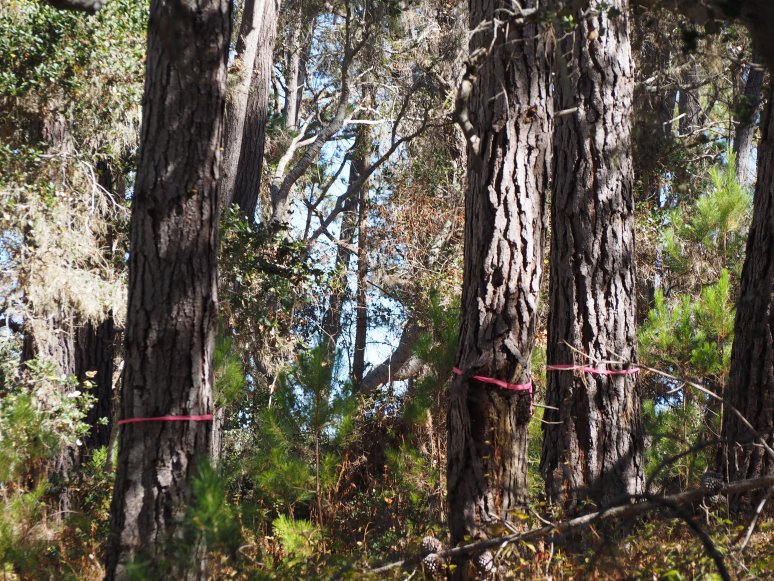 Pines marked for the chainsaw.