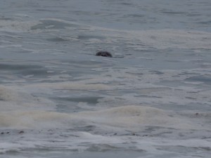 The seal that keeps popping its head over the waves. C. Coimbra photo