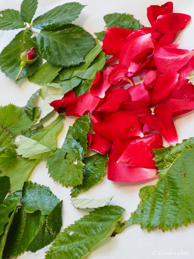 Rose petals and berry leaves