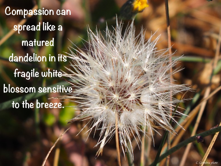 Compassion Like a Dandelion.jpg