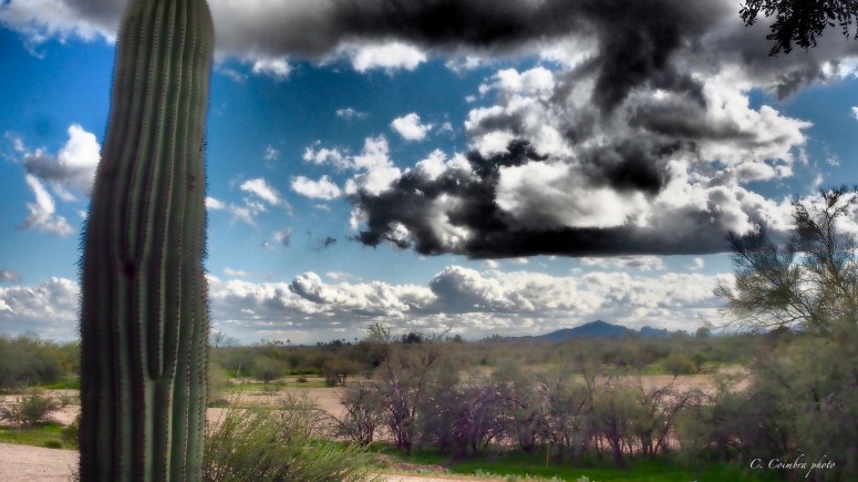 Saguaro Clouds