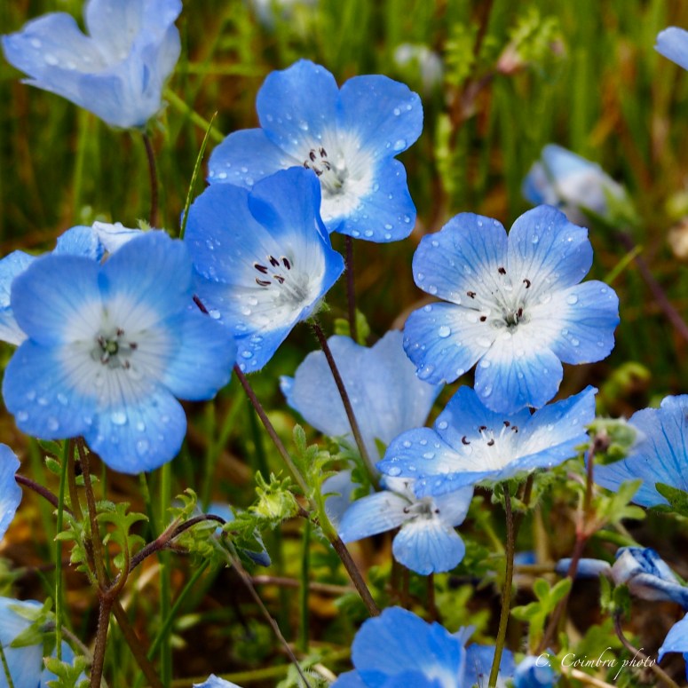 Baby Blue Eyes after the rain