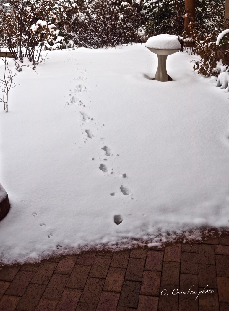 Visitors through the snow