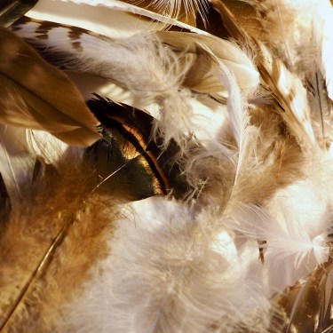 feathers